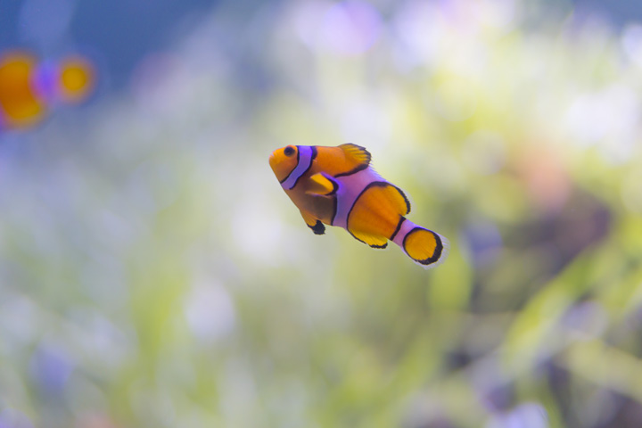 Океанариум в Паттайе