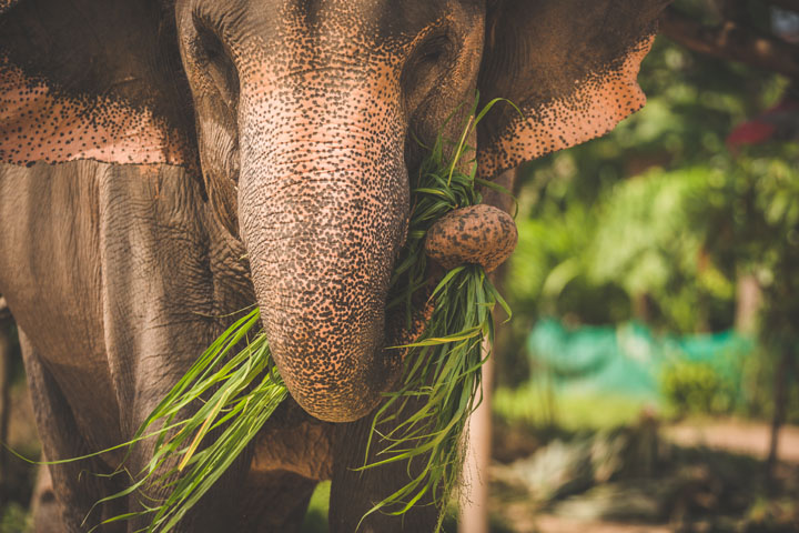 Деревня слонов