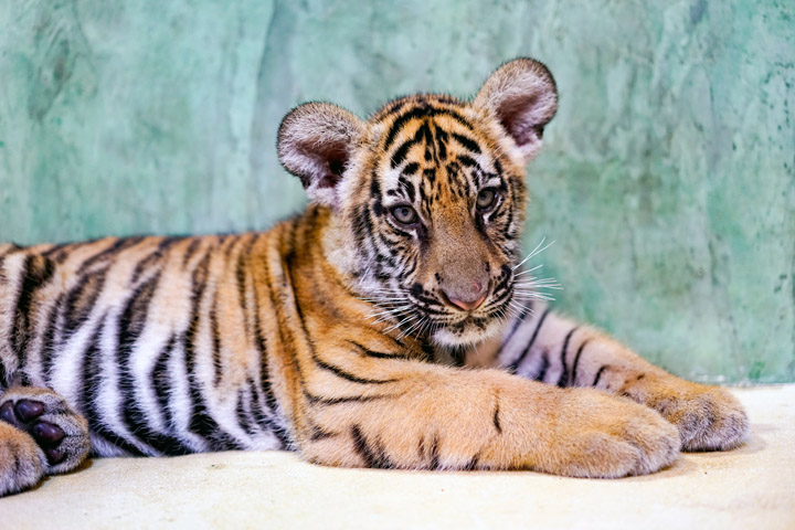 Тигриный парк