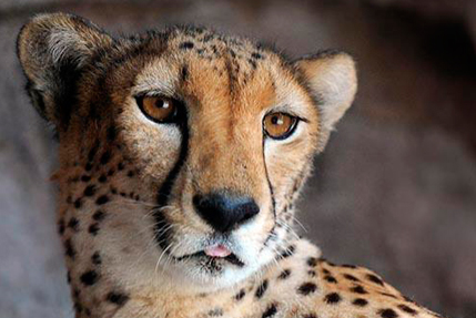 заповедники дикие животные в шардже