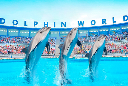 Дельфинарий Хургада Dolphin World