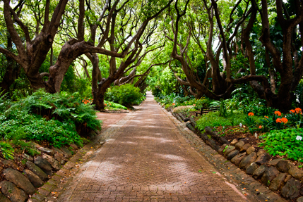 Исламский ботанический сад в Шардже лето