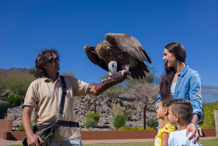 Центр хищных птиц Кальба Шарджа