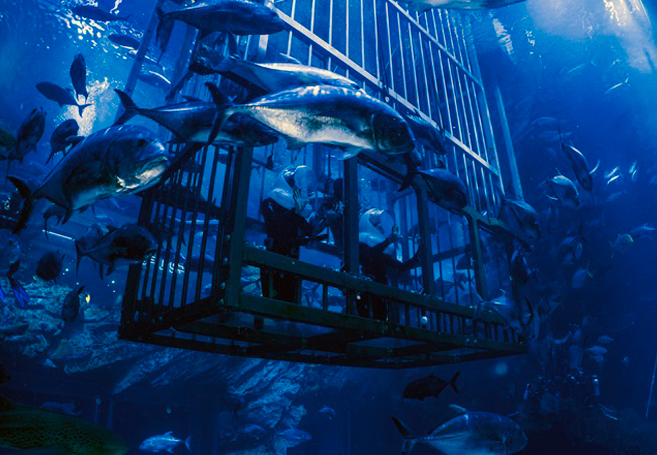 Дубайский аквариум и подводный зоопарк