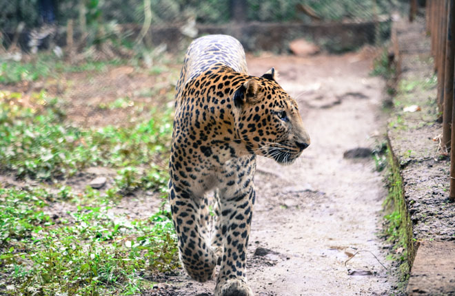 Заповедник Бондла